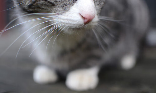 保罗关键时刻站出来，魔术强势晋级北京队，一场跨越时空的篮球传奇